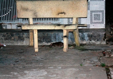 Chuột bạo đến mức độ lao ra tận ghế  đá trong khu dân cư