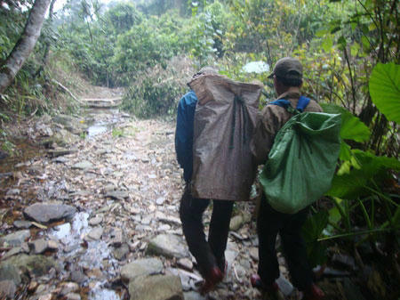 Nhiều người đi tìm gỗ sưa bằng mọi giá