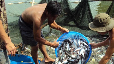 Ngành cá tra đang lâm vào khủng hoảng. Ảnh: MH