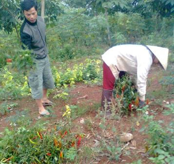 Nhiều hộ gia đình lao đao vì ớt