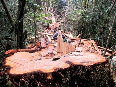 Hiện trường pơ mu  bị cưa trộm. Ảnh: M.H