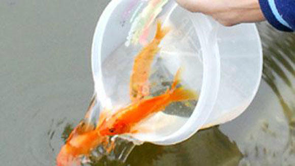 Thả cá là một nghi thức trong lễ hội