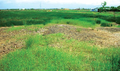 Ảnh chỉ mang tính chất minh họa. Nguồn Internet