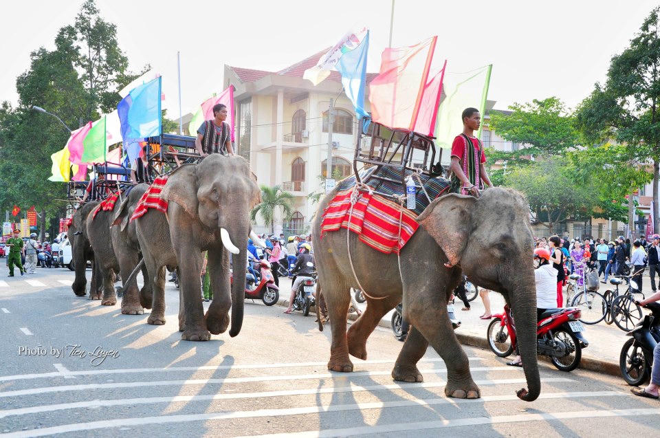 Voi xuống phố hòa cùng lễ hội, ảnh Tiến Luyến