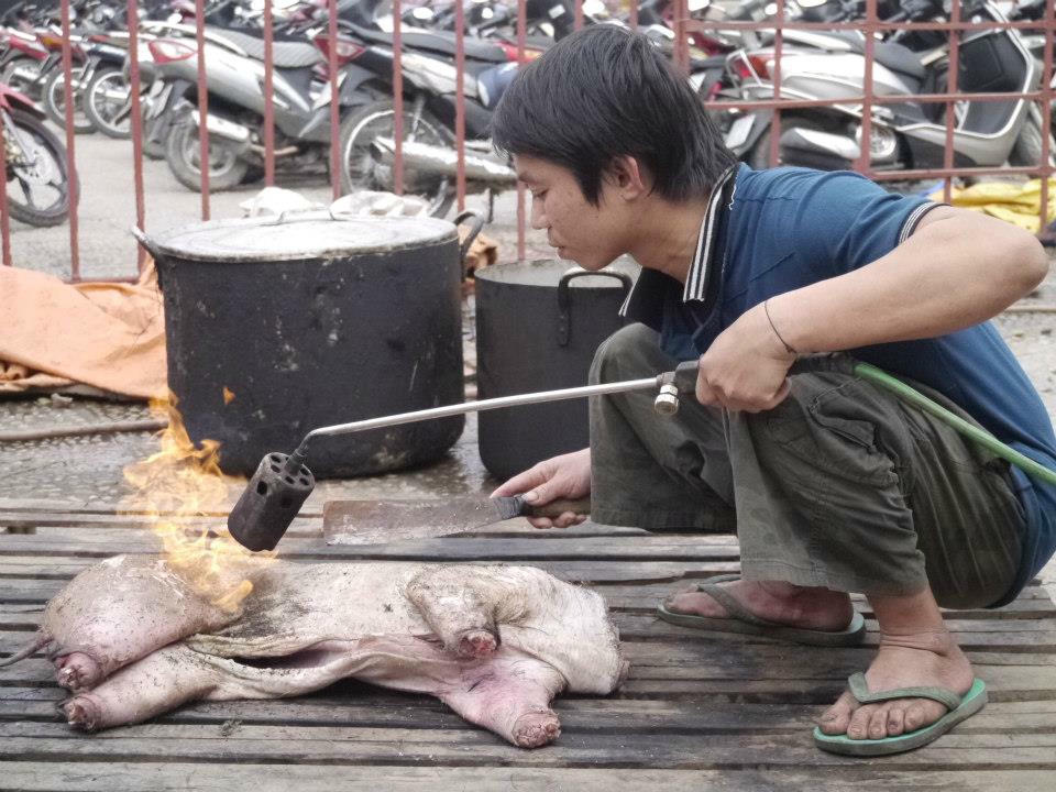 Hình ảnh thui lợn bằng bếp ga rất nguy hiểm của người dân.