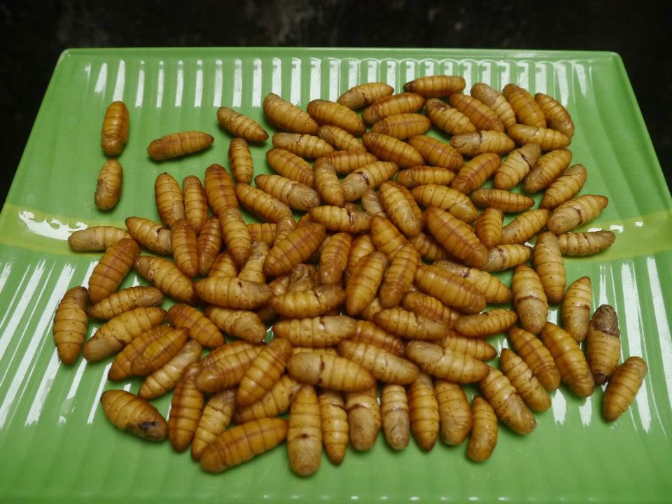  Những con nhộng chiên lần đầu tiên ông được nếm thứ.