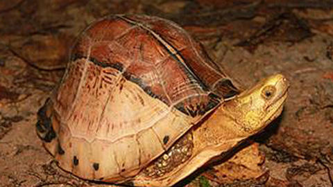 Rùa hộp trán vàng được đề xuất bảo vệ cấp độ cao tại hội nghị