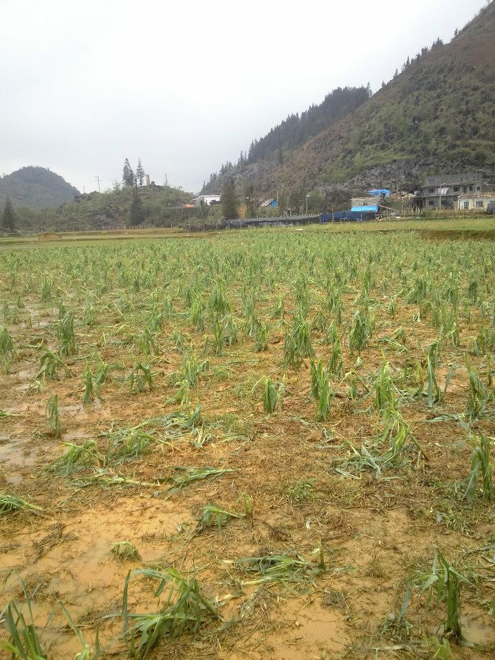  Hàng trăm ha ruộng lúa và rau màu bị tàn phá.