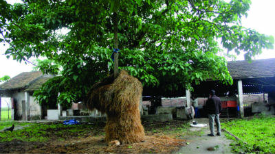 Trại lợn sau dịch tai xanh trở nên hoang phế.