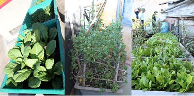 Lính đảo rất khéo trồng rau, trên đảo chìm như đảo Đá Thị, rau được trồng ở mọi nơi có khoảng trống có thể tận dụng. Chúng được chăm bón cẩn thận trong từng thùng xốp hoặc nhựa thế này, đất trồng được mang từ đất liền ra