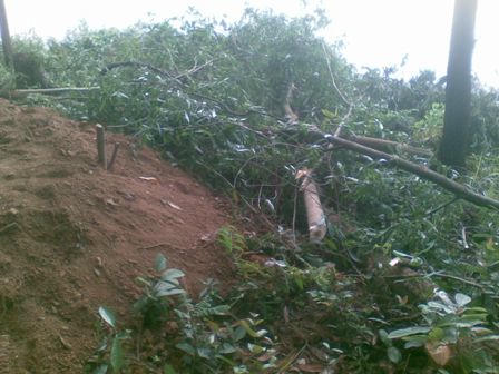 Những cây thông dầu rừng phòng hộ Phú Ninh bị đốn hạ.