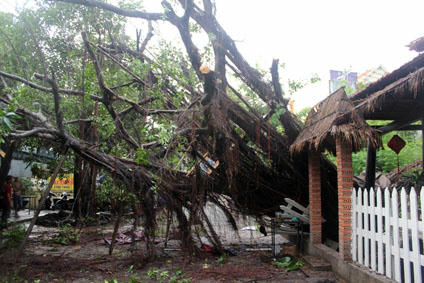 Trận mưa, gió kéo dài chiều ngày 8/5 làm gốc si lớn bị bật xuống