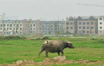 Tình trạng “trồng cỏ” trên đất dự án chờ tín hiệu tốt từ thị trường mới khởi công là rất phổ biến. Ảnh minh họa