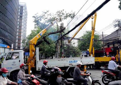 Cây cổ thụ tại giao lộ