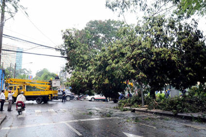 Nhánh cây xanh bị gãy, nằm tứ tung trên đường