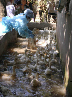 Gia cầm nuôi mới không tiêm phòng vắc-xin là nguyên nhân lây lan dịch cúm gia cầm