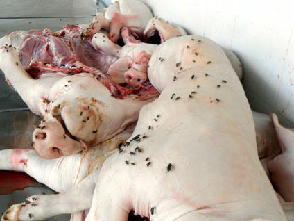 Heo bệnh được phát hiện ở trên xe khách