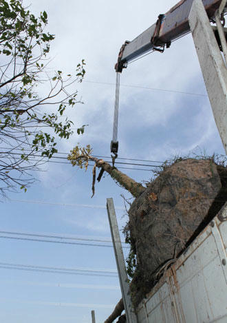 Xe cẩu chở cây dầu gây ra vụ việc. 