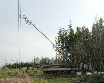 Bộ trưởng Chủ nhiệm VPCP khẳng định phải đầu tư thêm đường dây 500KV hòa lưới điện sau sự cố mất điện hi hữu vừa xảy ra trên toàn miền Nam. Trong ảnh: Hiện trường vụ xe cẩu gây rã lưới điện