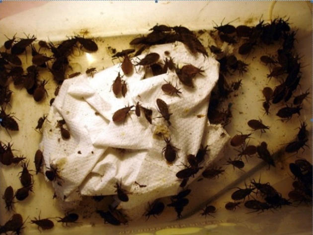 Loại bọ xít hút máu là thủ phạm gây ra bệnh ký sinh trùng.