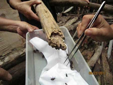 Bọ xít hút máu ẩn trú khắp nơi