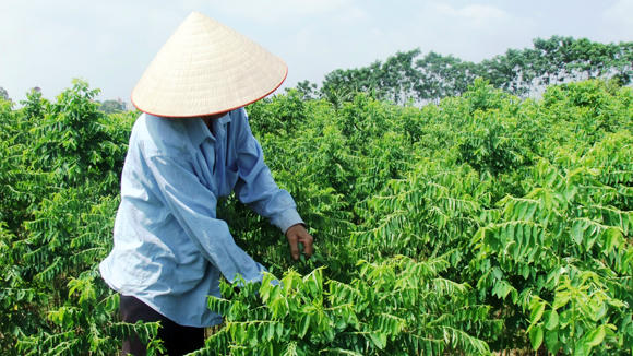 Rau ngót được cảnh báo là loại rau đứng đầu về nguy cơ nhiễm thuốc trừ sâu.