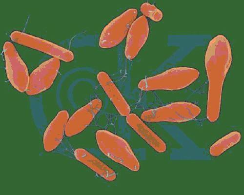 Trực khuẩn Clostridium botulinum dễ lây nhiễm qua đường tiêu hóa. 