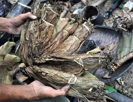 Lá thuốc giúp cha con ông Thanh vượt qua thời tiết khắc nghiệt trong rừng sâu 40 năm qua. Ảnh: Trí Tín