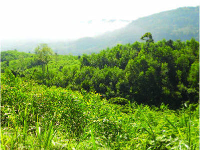 Nhiều diện tích đất sản xuất, đất ở được Nhà nước cấp cho người dân xã Vĩnh Hòa theo diện tái định cư đã bị chuyển nhượng trái phép