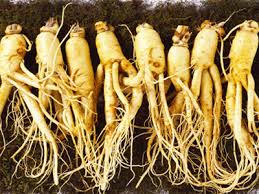 Muốn dùng nhân sâm cho đúng, hiệu quả, người dùng trước hết cần phải biết loại sâm nào dùng cho bệnh nào.