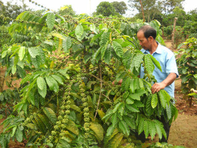 Vườn cà phê trĩu quả của gia đình Rơ Mal Bơm
