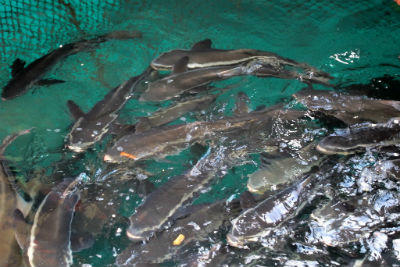 Cá bớp thương phẩm đang bị thương lái ép giá