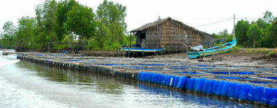 Bè nuôi hàu lồng của HTX Đất Mũi