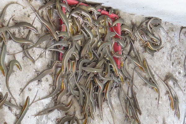 Hành trình thành 'vua rắn mối' của vị tiến sĩ từng bỏ học sửa xe đạp