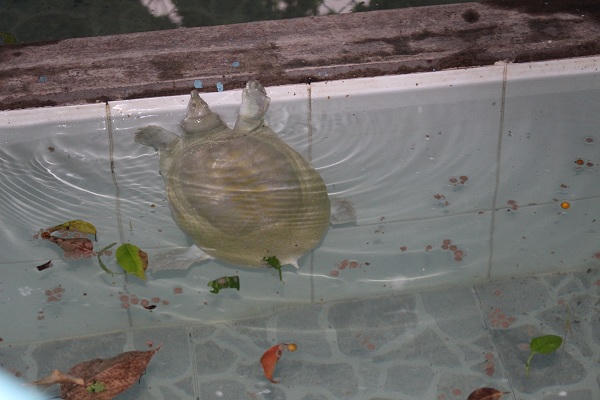 Bí ẩn trong ngôi chùa cầu con nổi tiếng Sài thành 