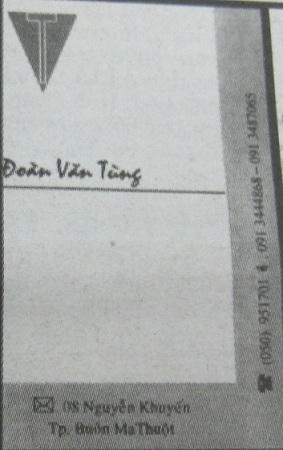 Tùng “huế” và giấc mộng bá chủ sơn lâm nơi đại ngàn