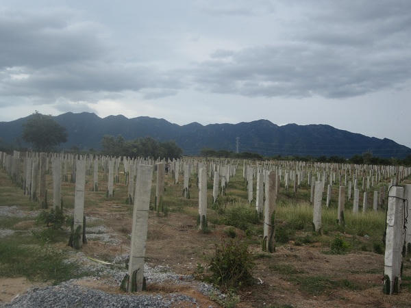 Từ gã làm thuê thành ông chủ “Thanh long made in Nhị Hà”