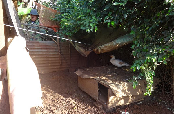 Lĩnh 90 tháng tù vì giăng bẫy điện phòng trộm trong chuồng ngan