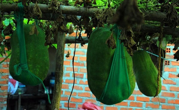 Chuyện lạ về ngôi làng trồng bí đao quả to bằng người