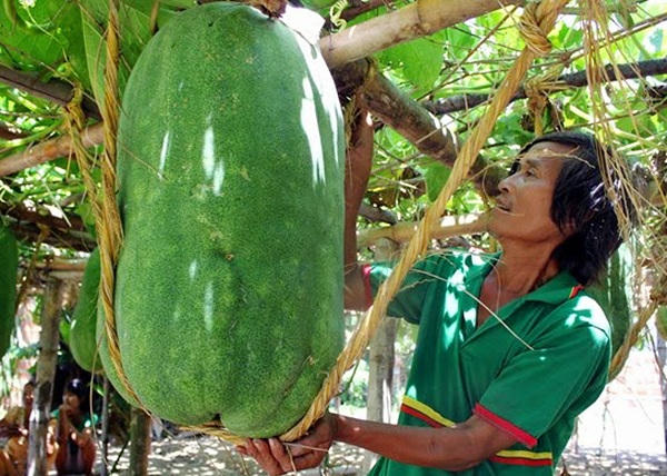 Chuyện lạ về ngôi làng trồng bí đao quả to bằng người