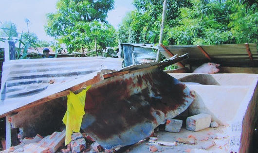 Vụ án cái chuồng heo và hai con heo nái