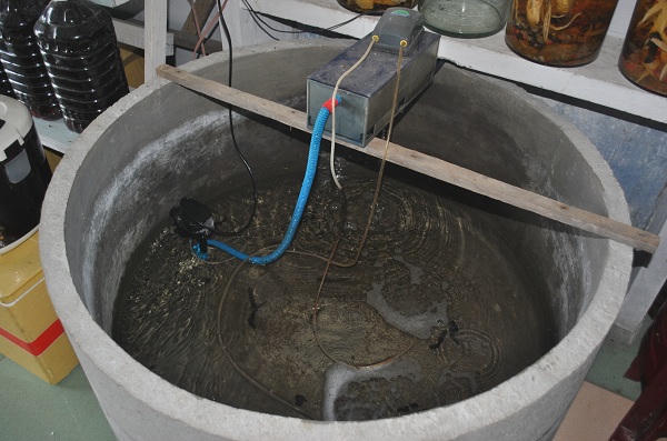 Những điều mắt thấy tai nghe ở thủ phủ “thần dược” cá ngựa