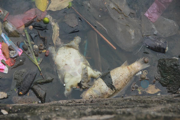 Nhiều xác cá chết bất thường dạt bờ hồ Tây