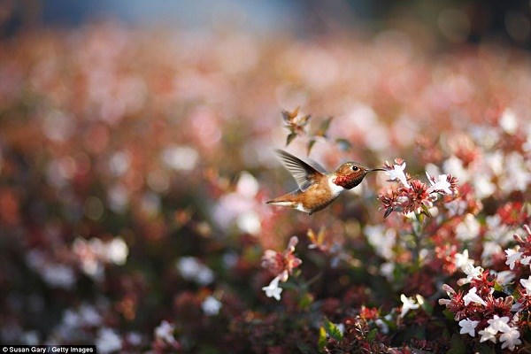 Những bức ảnh thiên nhiên 'đẹp đến nghẹt thở' - ảnh 9