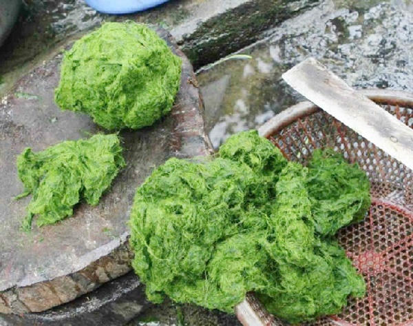 du lịch, phú thọ, đặc sản, đặc sản phú thọ, thịt chua, bánh chưng, cọ