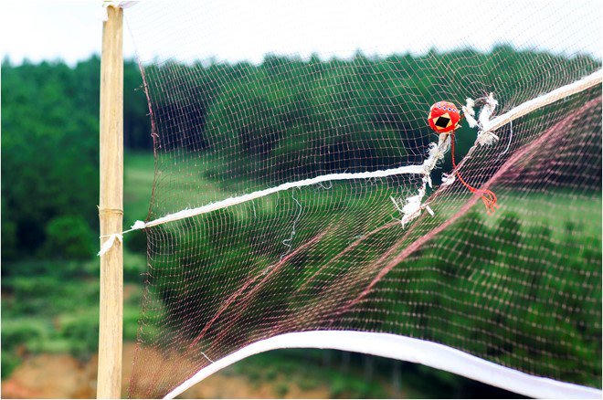 Du lịch Mộc Châu dự Tết Độc lập, ngắm hoa tam giác mạch