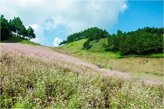 Du lịch Mộc Châu dự Tết Độc lập, ngắm hoa tam giác mạch