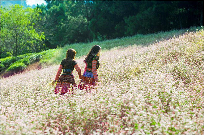 Du lịch Mộc Châu dự Tết Độc lập, ngắm hoa tam giác mạch