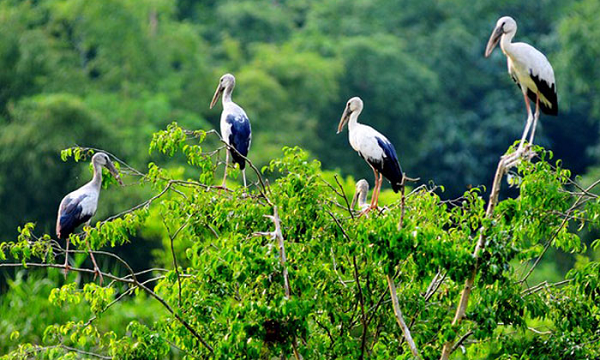 Khám phá Vườn quốc gia Tràm Chim mùa nước nổi