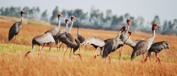 Khám phá Vườn quốc gia Tràm Chim mùa nước nổi